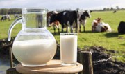 В Україні дефіцит молока: скорочується виробництво
