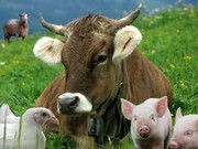 Тваринники Херсонщини отримали понад 30 млн гривень дотацій