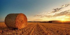 Жнива-2019: В Україні зібрано 66,7 млн тонн зерна