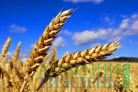 В Україні зібрано 66,7 млн тонн зерна