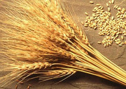 Єгипет збільшив закупівлі українського зерна на 75%