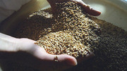 Україна майже вдвічі збільшила поставки зерна на зовнішні ринки