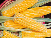 Ціни на українську кукурудзу стабілізувалися