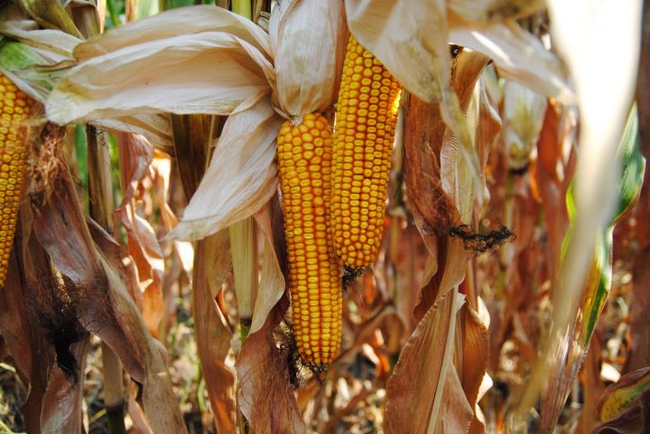 Урожай-2019: В Україні вже перевищено минулорічний збір зернових