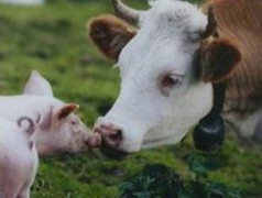 Мінекономіки запрошує підприємства скористатися державними програмами підтримки тваринництва