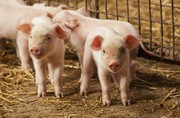 Свинарям можуть скасувати податки за знищене від АЧС поголів’я