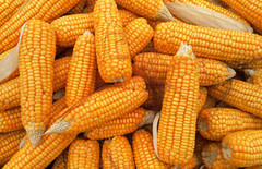 Обсяги виробництва кукурудзи зросли вчетверо за останні 10 років