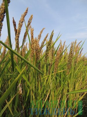 Corteva Agriscience оголошує про отримання державної реєстрації нового гербіциду Дівікстон™ з інноваційною молекулою Rinskor™ active для виробників рису в Україні
