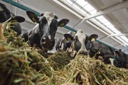 Агарії можуть втратити європейський ринок тваринництва, – ФАО