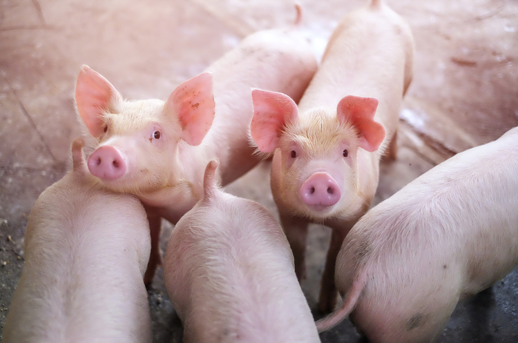 Вартість свиней в Україні продовжує зростати