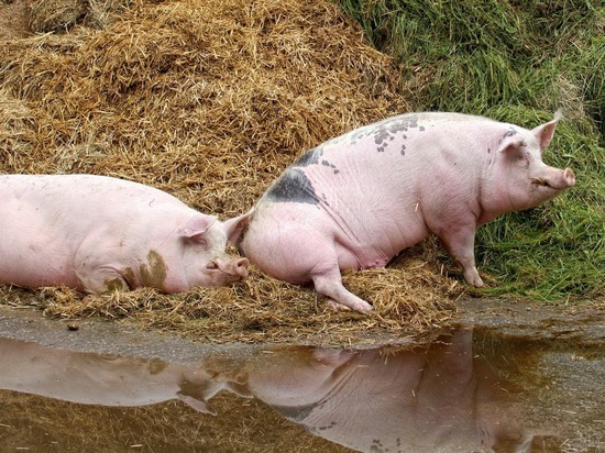 Китаю знадобиться 5 років аби відновити ринок свинин після АЧС — Rabobank