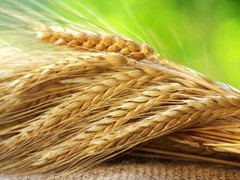 Експорт українського зерна перевищив 24,8 млн тонн