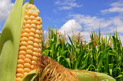 Майже чверть поставок української кукурудзи припало на Єгипет
