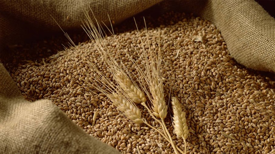 У 2019 виробництво зернових в світі може досягти рекордного рівня