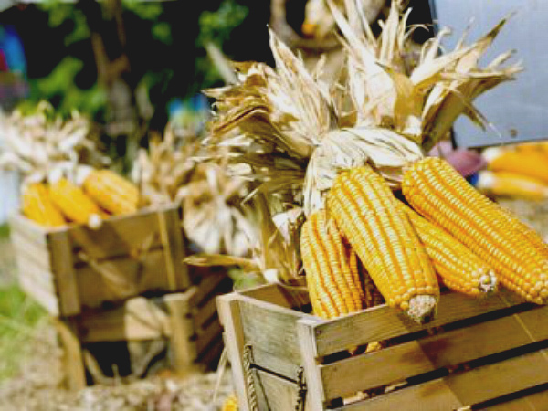 Урожай-2019: В Україні вже зібрано понад 75 млн тонн зерна