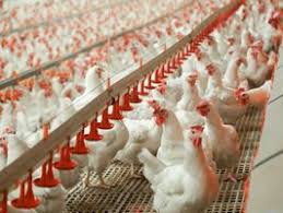 Минсельхоз США сохранил прогноз по рекордному экспорту украинской курятины