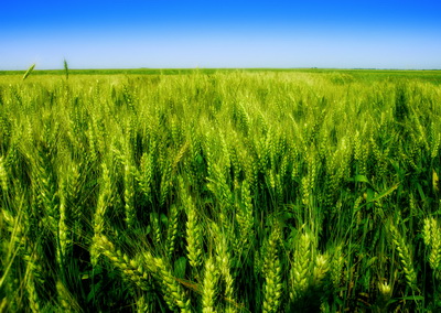 «UKRAVIT» пропонує аграріям нову послугу – трейдинг