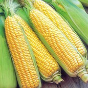 Зріс світовий попит на українську кукурудзу