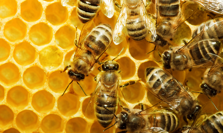 До уваги суб’єктів господарювання які зацікавлені в імпорті бджолиних та джмелиних маток в України