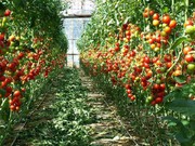 Тепличні овочі в Україні дорожчають шаленими темпами