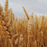 Карантинна служба Єгипту відновить виїзні інспекції імпортованої пшениці