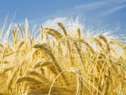 З початку 2019/20 МР з України експортовано 29,4 млн тонн зерна