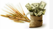 Більшість великих виробників насіння зберігають цінову прив'язку до валюти — дослідження