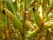 В Україні прогнозується збільшення площ під кукурудзою