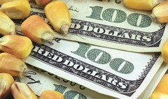 На вітчизняному ринку очікується зростання попиту та цін на кукурудзу