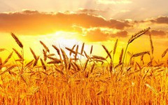 Марокко скасувало на 4 місяці мито на пшеницю