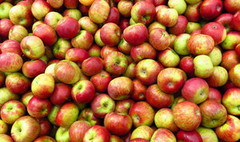 Польські експортери яблук не бояться українців на індійському ринку