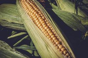 В Україні прогнозують підвищення цін на кукурудзу