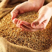 Україна з початку сезону 2019/20 наростила експорт зерна на 34%