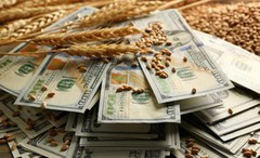 Ціни на зерно у 2020 році зростуть на 5%, - прогноз