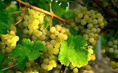 Україна має величезний потенціал розвитку виноградного ринку