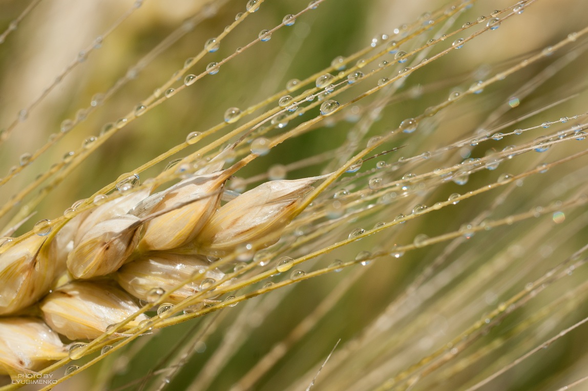У 2019/20 МР Україна експортує понад 50 млн тонн зерна – Мінекономіки