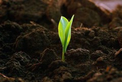 Визначено сприятливі запаси продуктивної вологи для розвитку рослин на різних ґрунтах