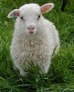 Звичайна верба в раціоні овець може замінити дорогі мінеральні добавки