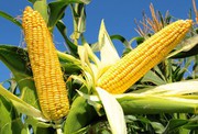В «Агро-Консалтинг АВ» увели в сівозміну кукурудзу та здивовані врожайністю