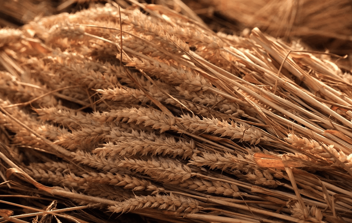 Аналітики АПК-Інформ підвищили оцінки врожаю зерна в Україні та його експорту