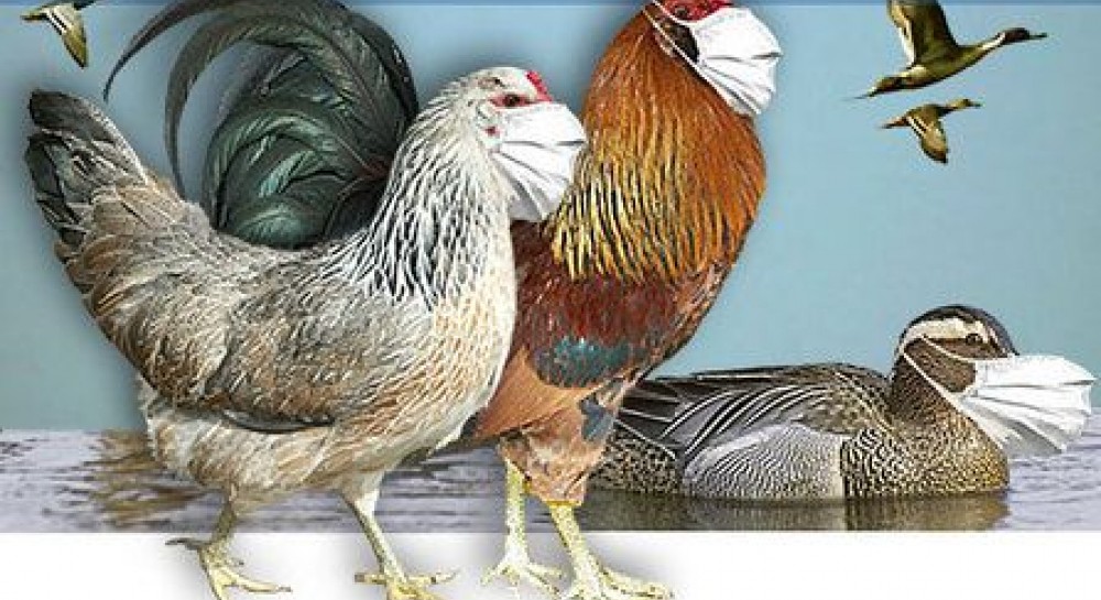 У Вінницькій області зареєстровано випадок захворювання на грип птиці
