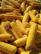Україна оновила рекорд з експорту кукурудзи