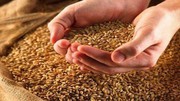 У ДПЗКУ запланували до кінця січня законтрактувати 50 тисяч тонн зерна майбутнього врожаю