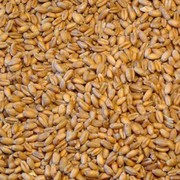 Стало відомо, яких цін очікувати на пшеницю