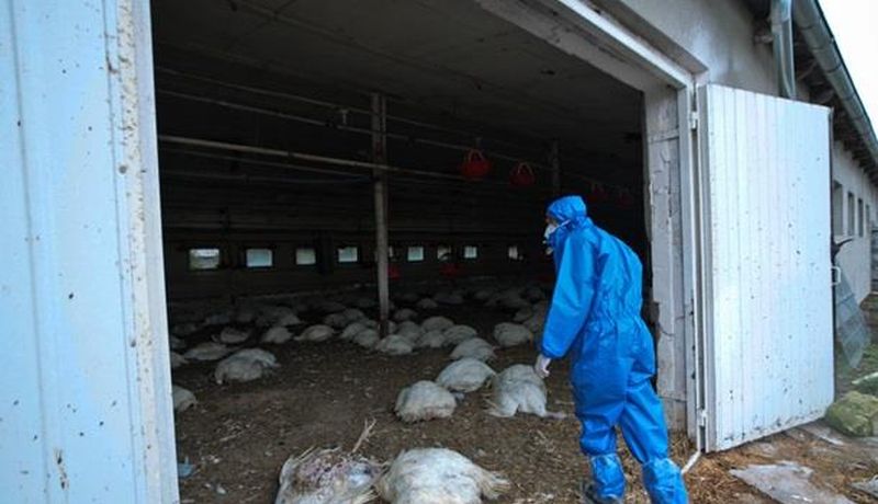 Україна зупинила поставки м'яса птиці до ЄС