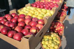 Садівники суттєво скоротили експорт яблук