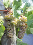 Виноград вийшов у лідери за зростанням цін на ринку фруктів та ягід України