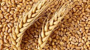 Скільки зерна продала Україна: названо нові цифри