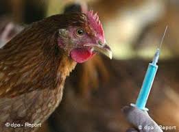 Вспышка высокопатогенного гриппа птиц A(H5N8) зарегистрирована в Германии