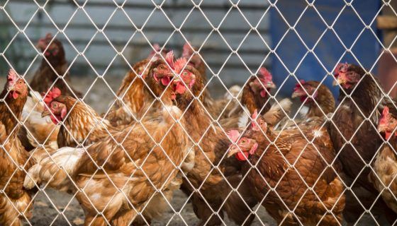 Білорусь заборонила імпорт м'яса птиці з України